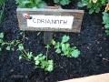 Coriander seedlings